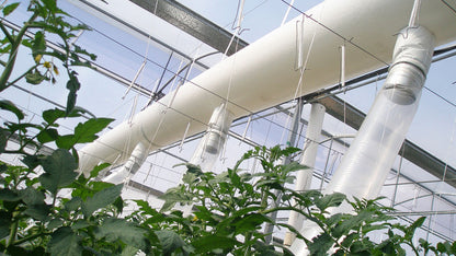 Interior view of a greenhouse with Softducts Fabric Ducts - Greenhouses & Plant Nurseries overhead for efficient air dispersion, promoting healthy growth of lush plants below.