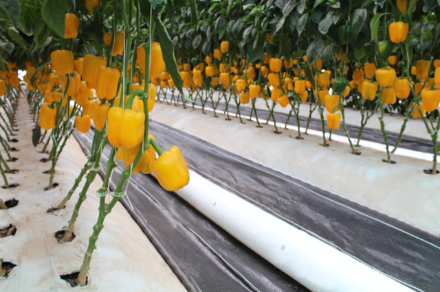 Fabric Ducts - Greenhouses & Plant Nurseries